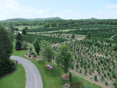 Fontaine Tree Farms - Wholesale Christmas trees in Vermont